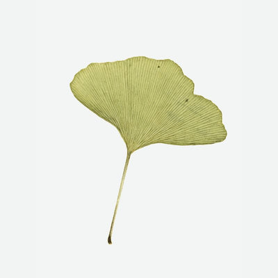 Ginkgo