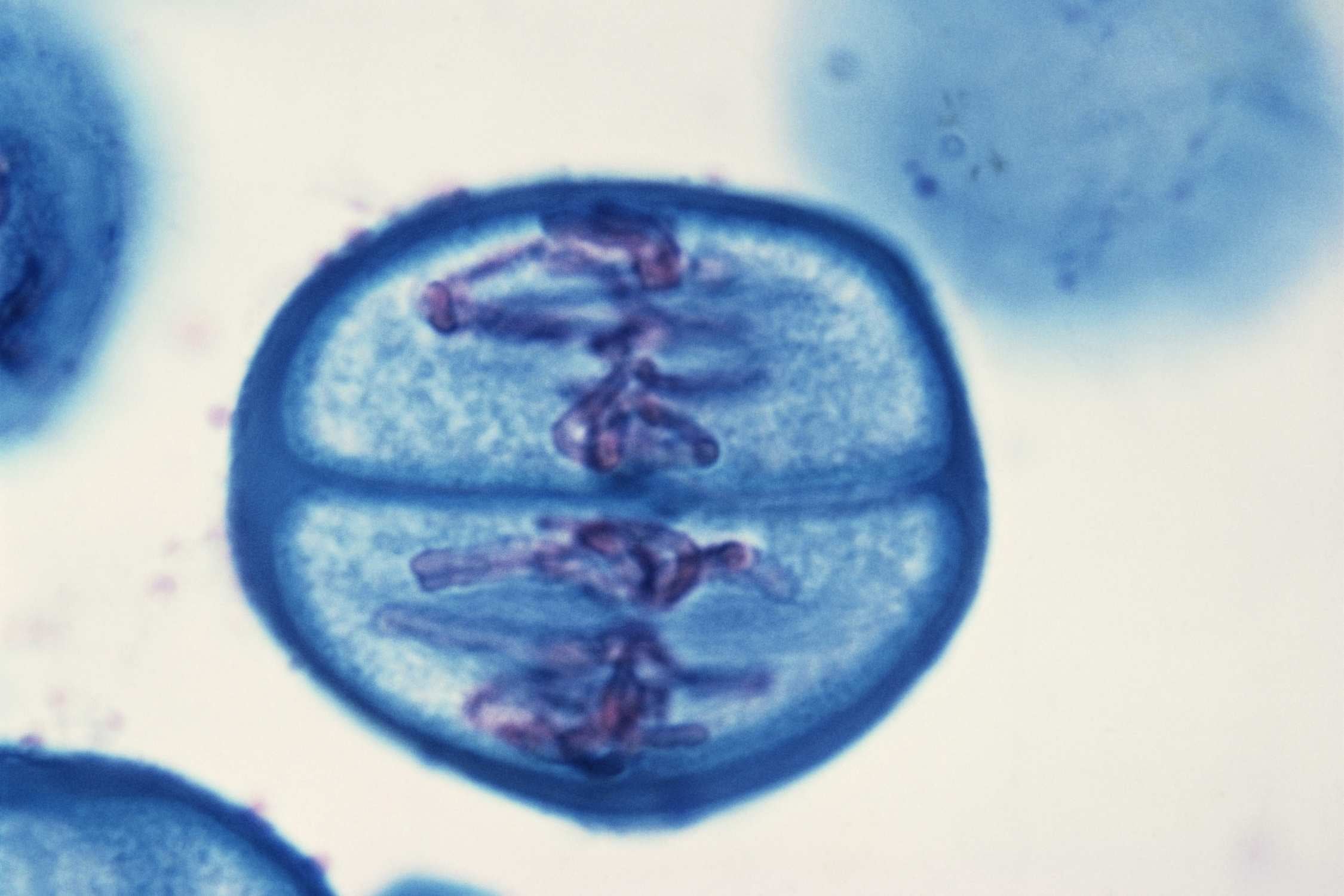 Altern verlangsamen: Longevity Methoden, die Körper und Geist stärken