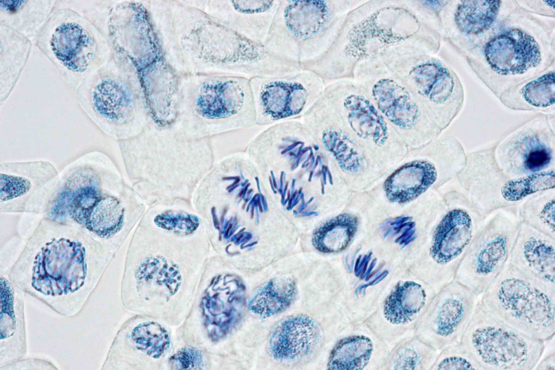 Autophagie erkennen: diese Symptome können bei der Zellerneuerung auftreten