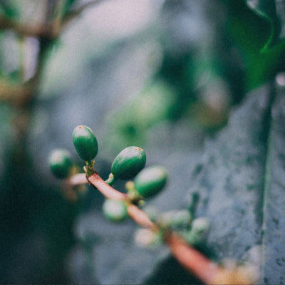 Natürlicher Schlaf mit 5-HTP: Fakten, Vorteile und Sicherheit der Griffonia-Pflanze