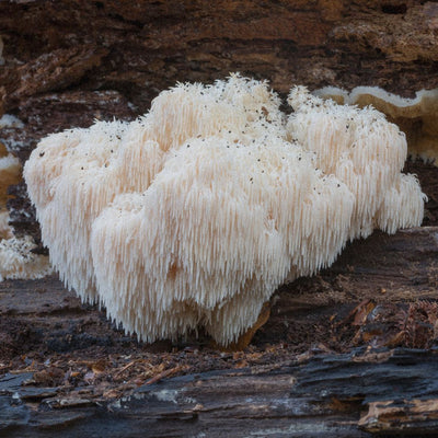 Lion’s Mane (Hericium erinaceus, „Löwenmähne“): Zwischen Hype und Wissenschaft