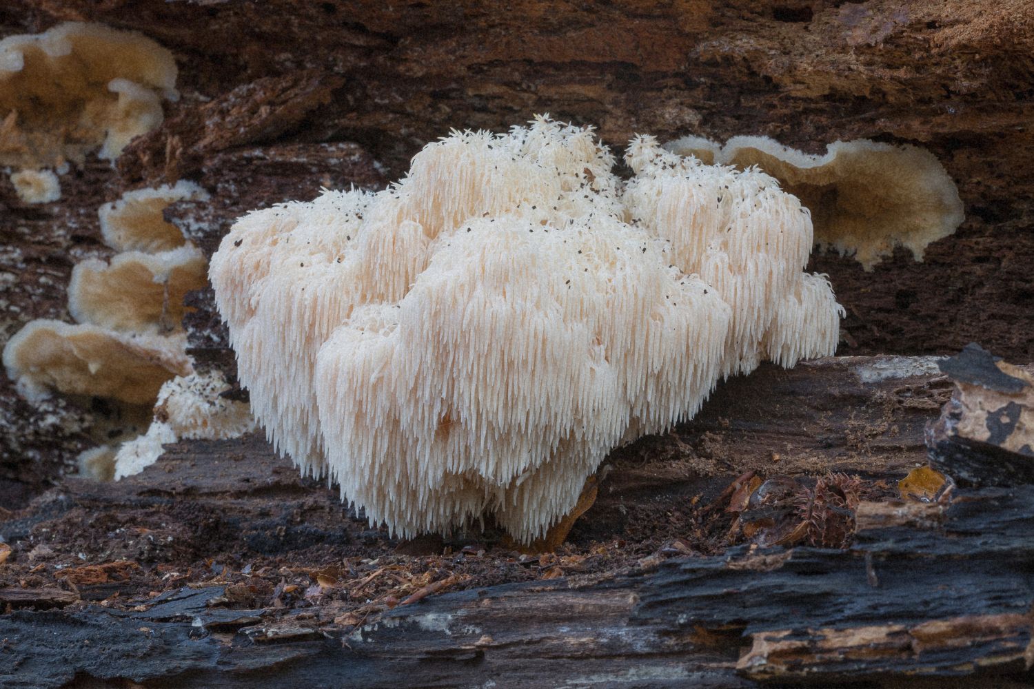 Lion’s Mane (Hericium erinaceus, „Löwenmähne“): Zwischen Hype und Wissenschaft