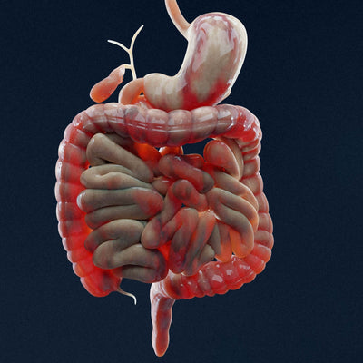 Mikrobiom und Langlebigkeit