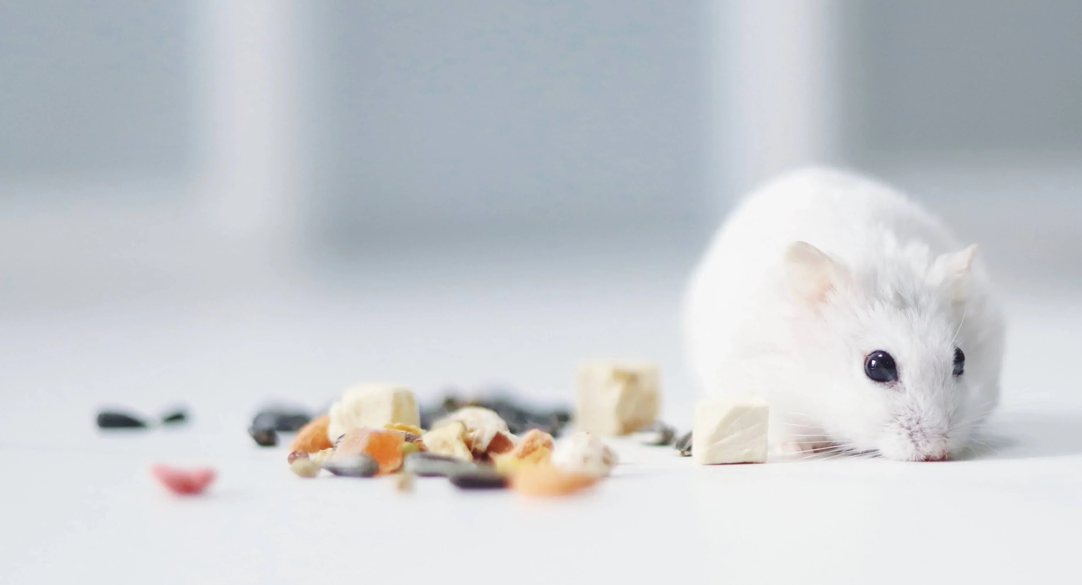 Tiermodelle, Studien, Laborstudien, Modellorganismen