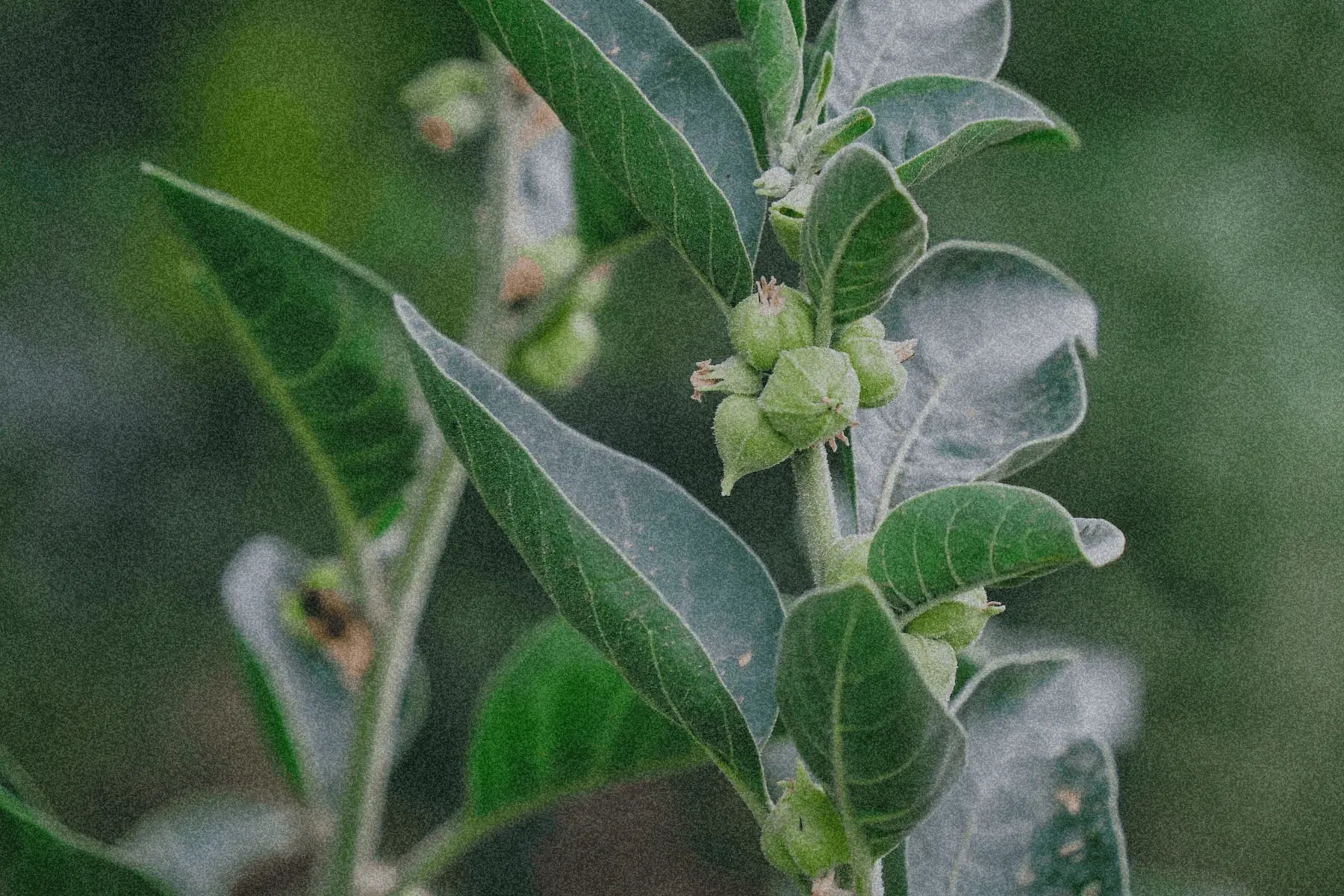 Ashwagandha: Das Kraut für Langlebigkeit und besseren Schlaf?