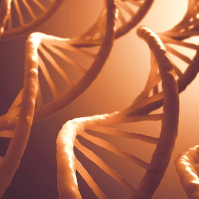 NAD+ Booster, Niacinamid, NMN, NR, Nicotinamid, Longevity, Langlebigkeit, Gesund Altern, Altersforschung