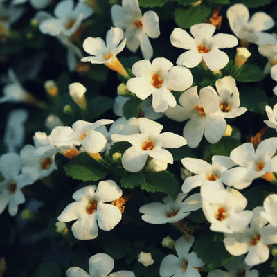 Brahmi
