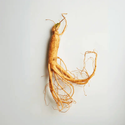 Ginseng